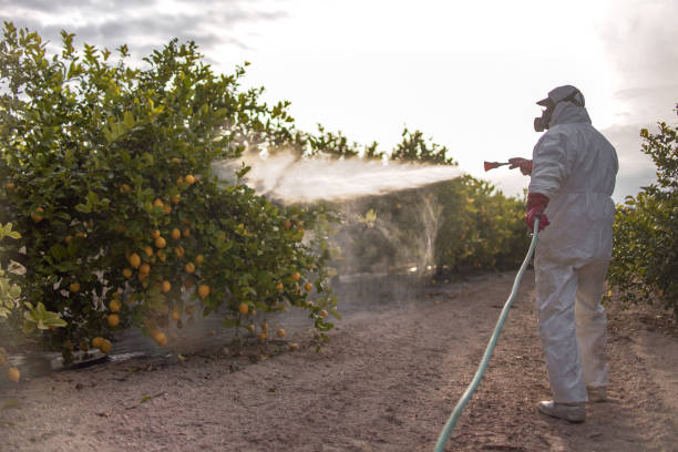 Best Flea Control Services  in Glen Ellen, CA